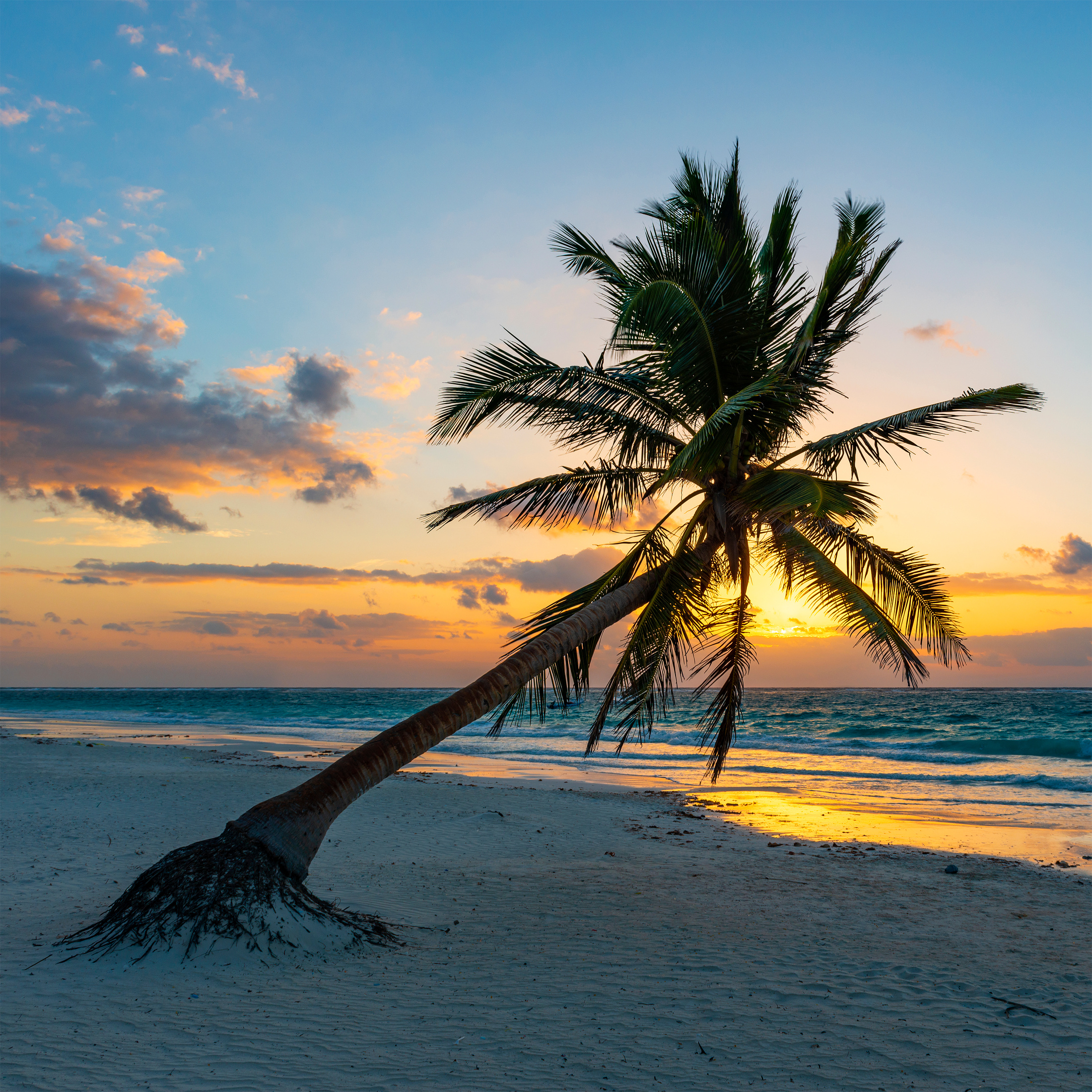 Tulum Beach Palm Tree at Sunrise, Mexico